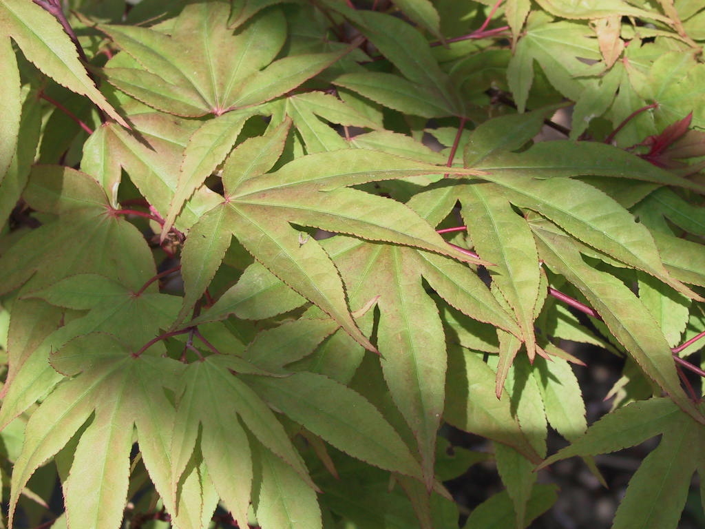 Acer palmatum Osakazuki - junges Laub.jpg